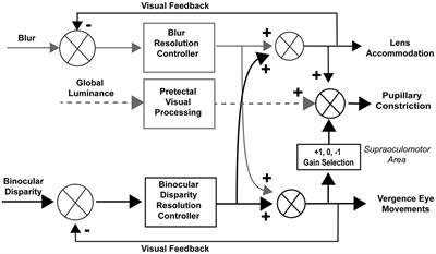 Frequency dependence of coordinated pupil and eye movements for binocular disparity tracking